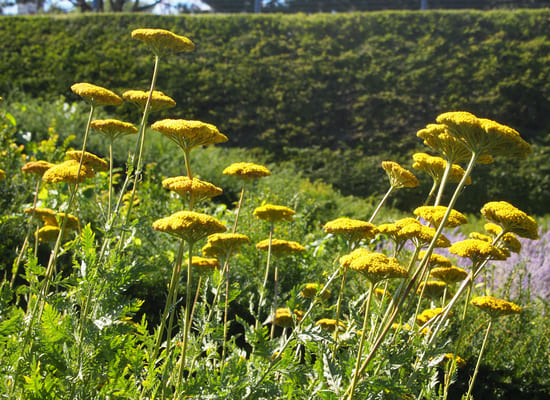 Fleurs jaunes.jpg